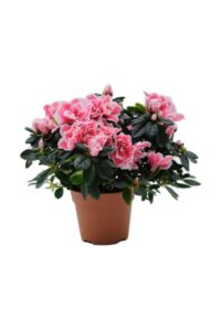 Açelya saksı çiçeği