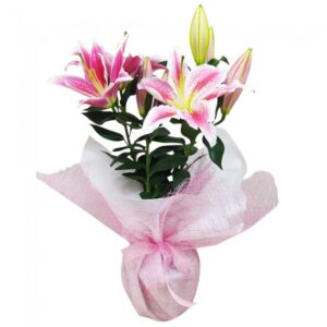 Lilyum Saksı Çiçeği