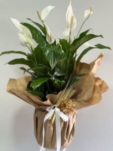 Spatifilyum Saksı Çiçeği